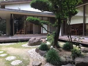 公孫樹の木