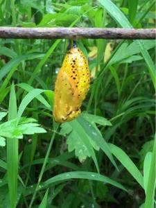がじまんろー
