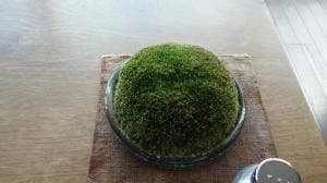 苺家