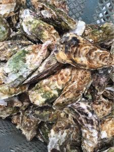 小島水産かき養殖場