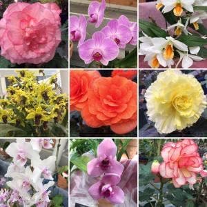 パークスローズガーデン 都立神代植物公園
