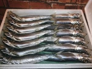 ひもの塾 伊勢店