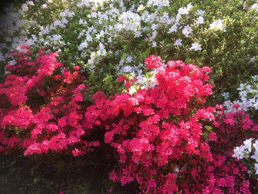 ホテル 花月園