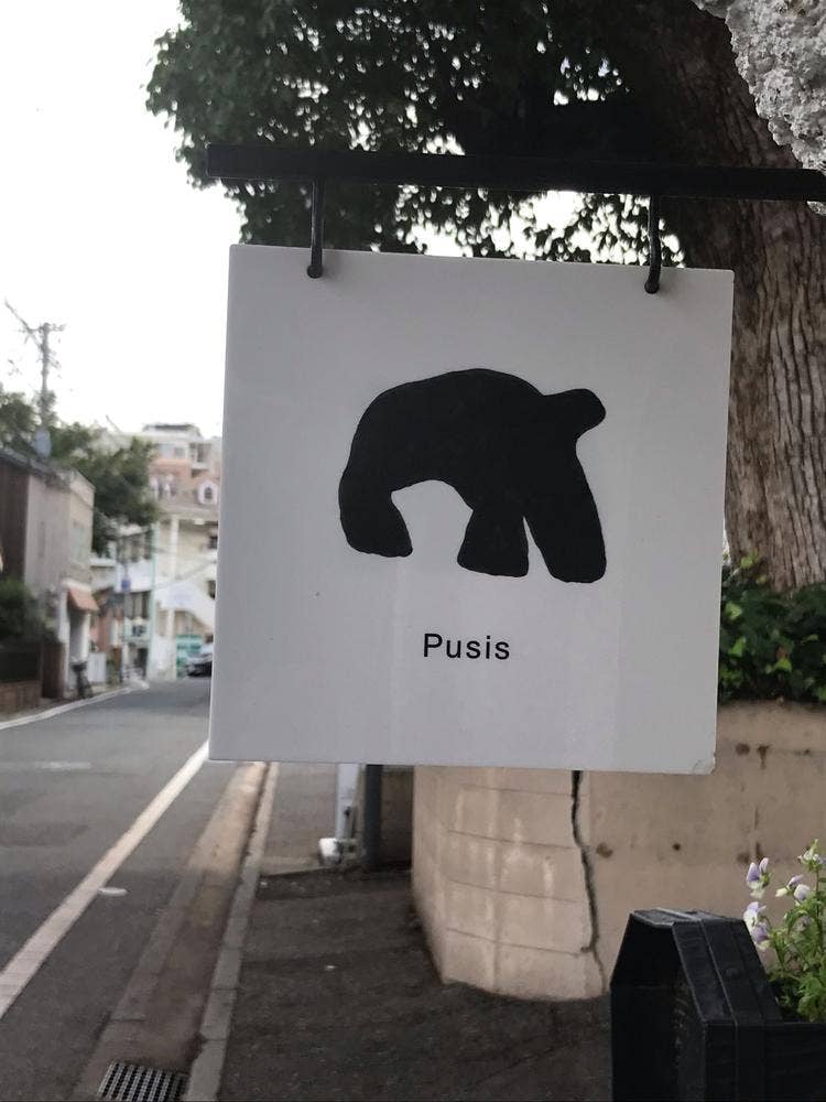 Pusis