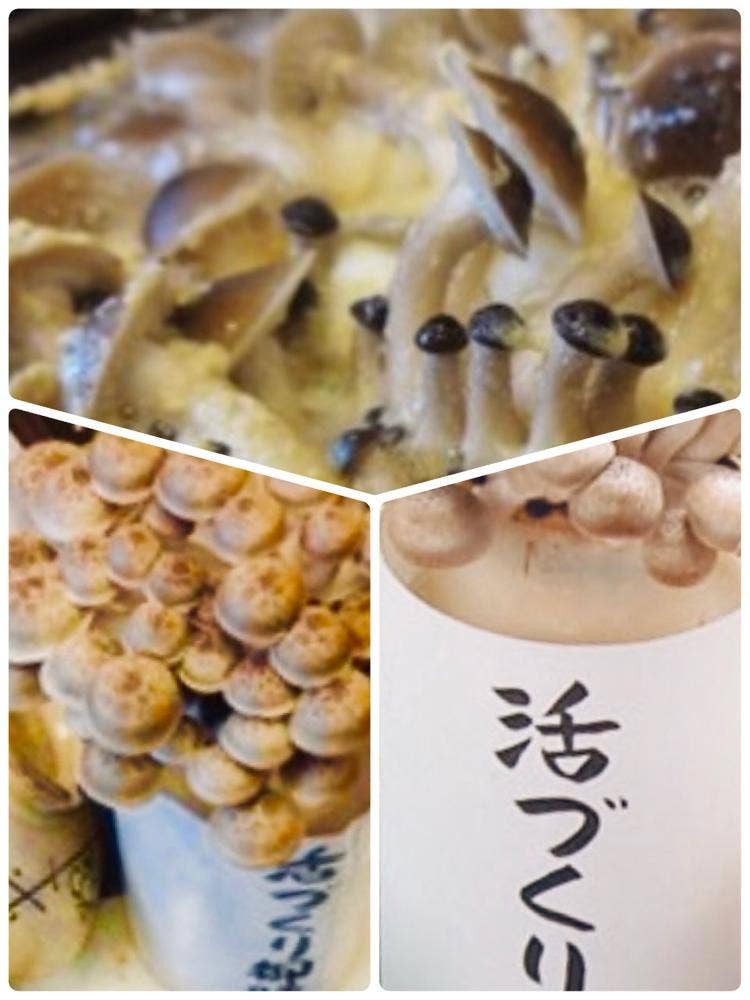 きのこ農家レストラン 深山亭