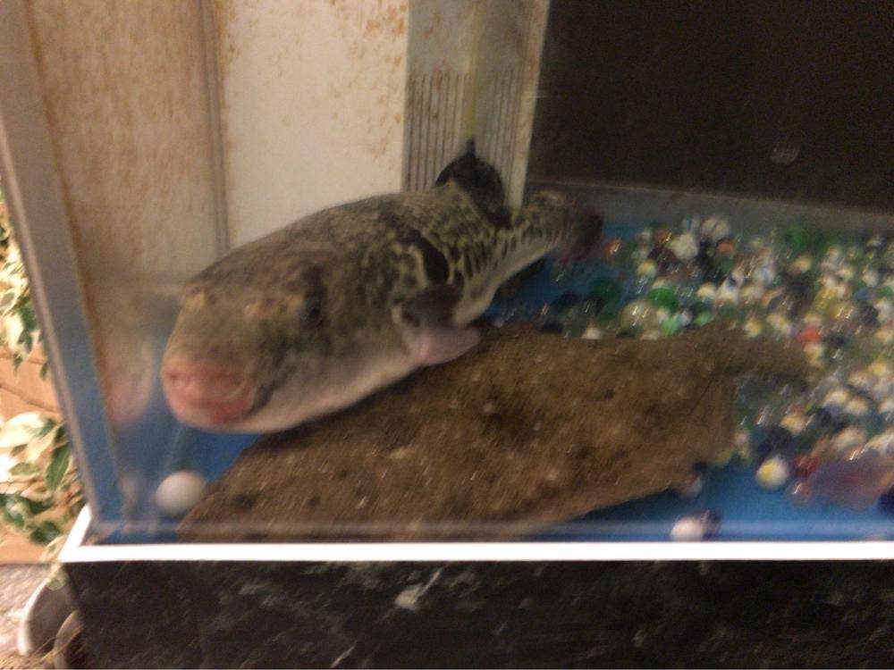 Sushi Dining さくら川