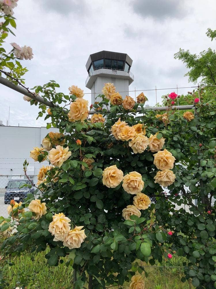 御堀堂 山口宇部空港店