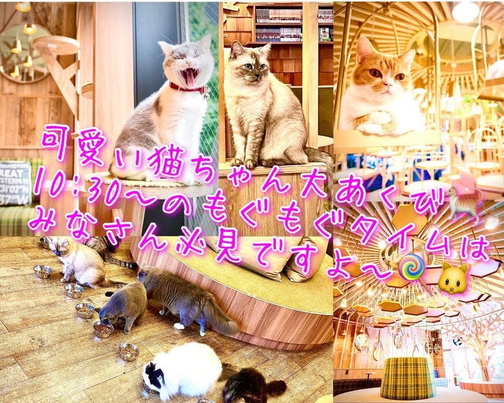 猫カフェ MOCHA 秋葉原店