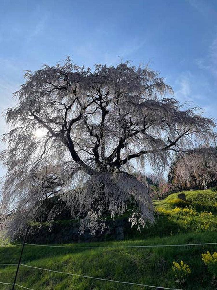 名物 又兵衛桜の草餅 製造直売