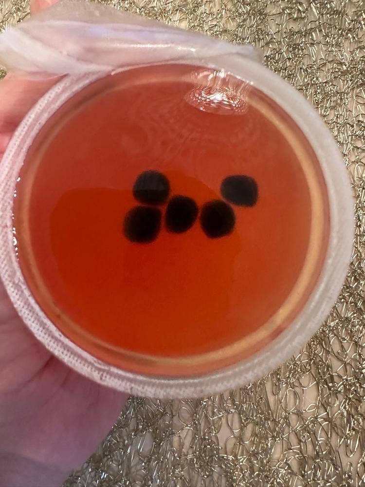 熊本菓房 東バイパス本店