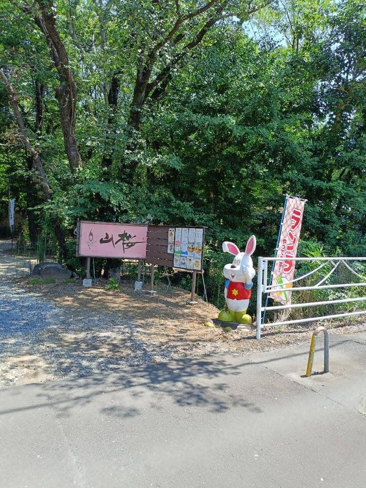 山桜