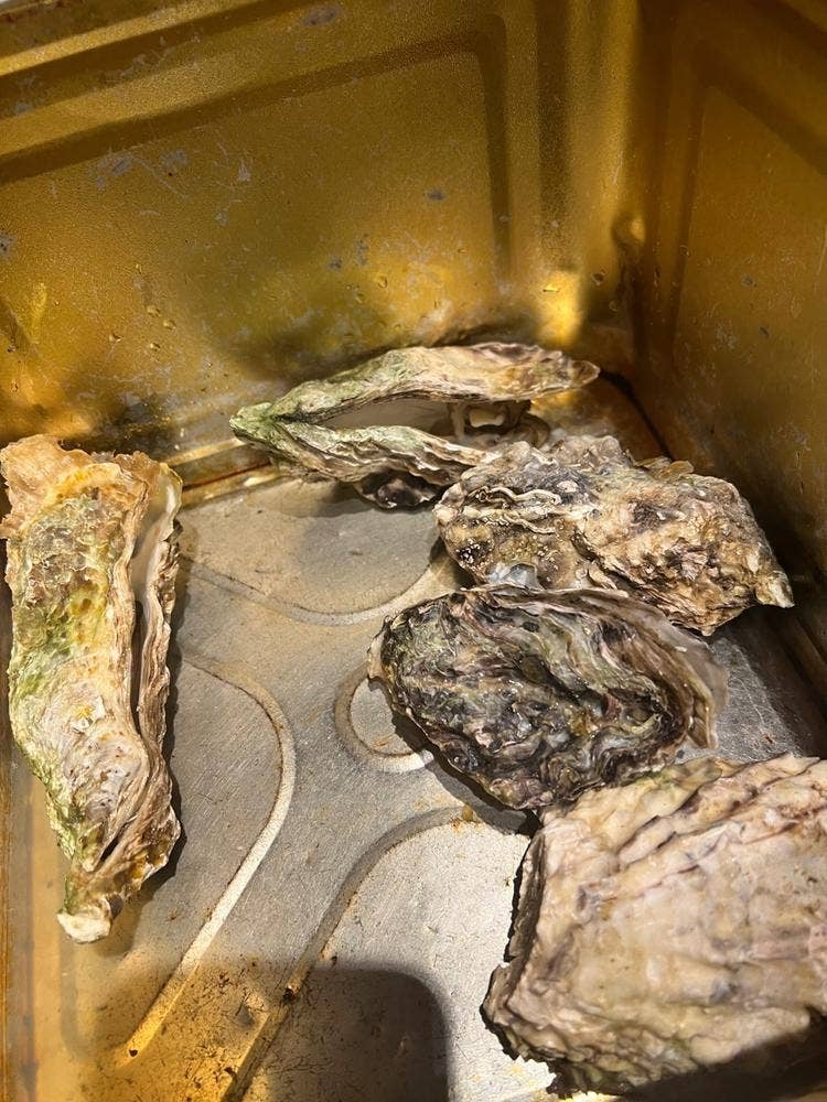 大衆酒場 魚八