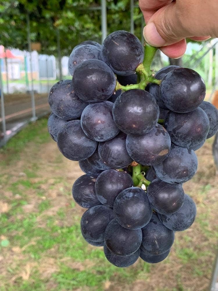 ハーブワールドAKITA レストラン