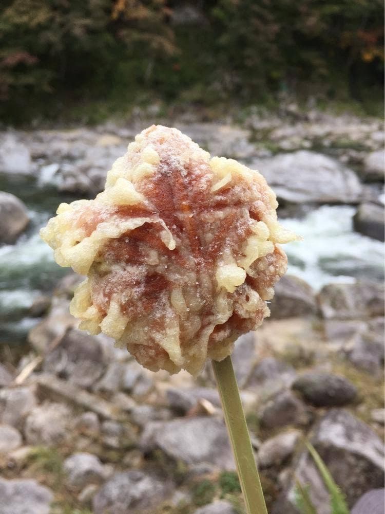 玉田屋旅館