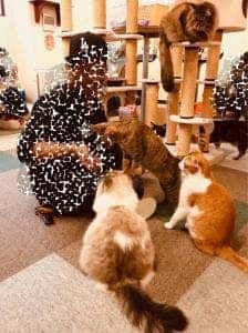 cat cafe Nyanny