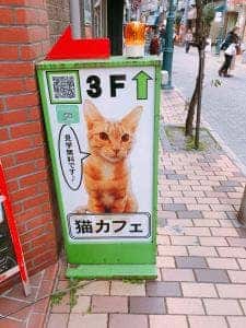 cat cafe Nyanny
