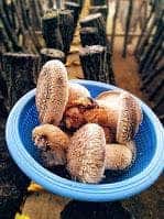 修善寺しいたけの里