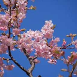 やくし茶屋