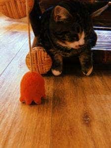猫Cafe ぐるぐる堂