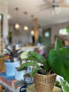 Cafe de noel