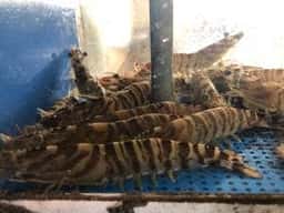 魚貝料理 丸誠