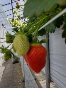 いちごハウス 伊藤園芸