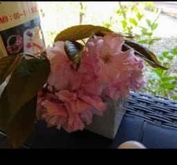 神戸炭火焙煎珈琲 櫻館