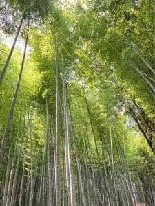 嵯峨豆腐 三忠