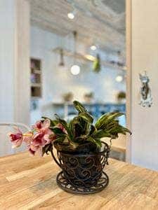 alt. coffee roasters Iwashimizu