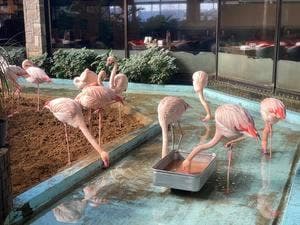 メヒコ 守谷 フラミンゴ館