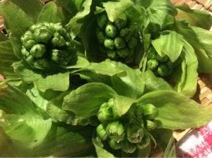 創作和食 すず美