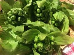 創作和食 すず美