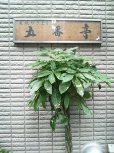 五番亭